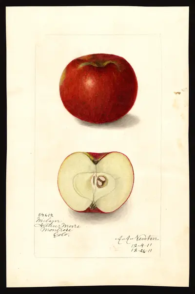 USDA watercolor illustration of Milam