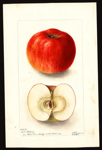 Watercolor of Milden