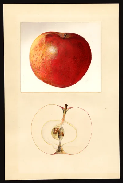 USDA watercolor illustration of Milton