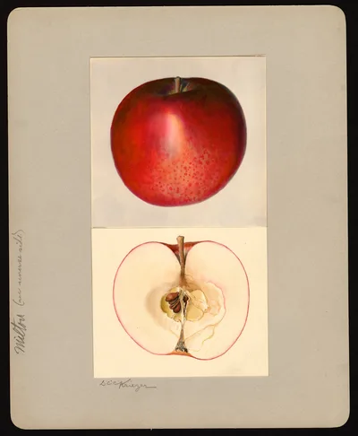 USDA watercolor illustration of Milton