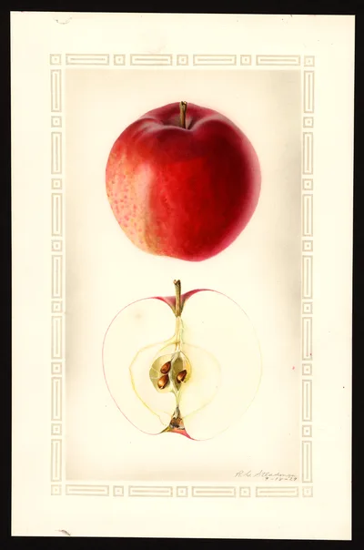 USDA watercolor illustration of Milton