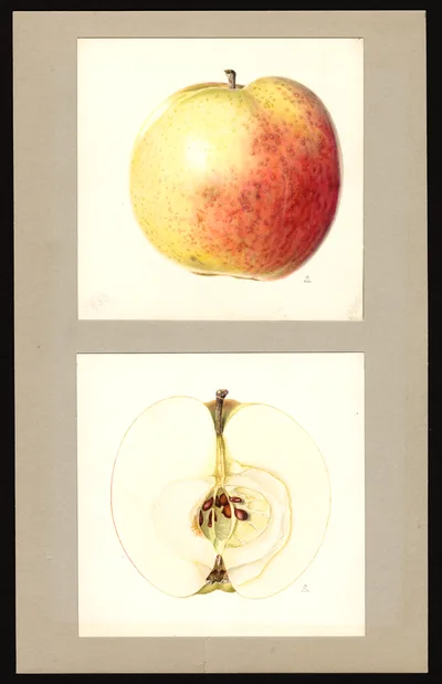 USDA watercolor illustration of Milton