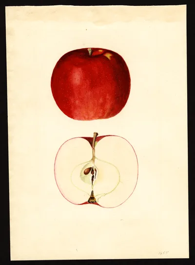 USDA watercolor illustration of Milton