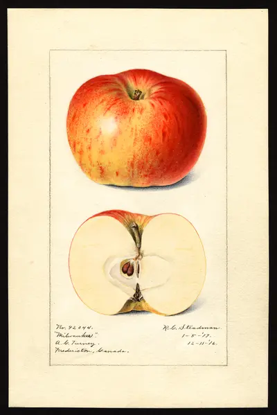 USDA watercolor illustration of Milwaukee