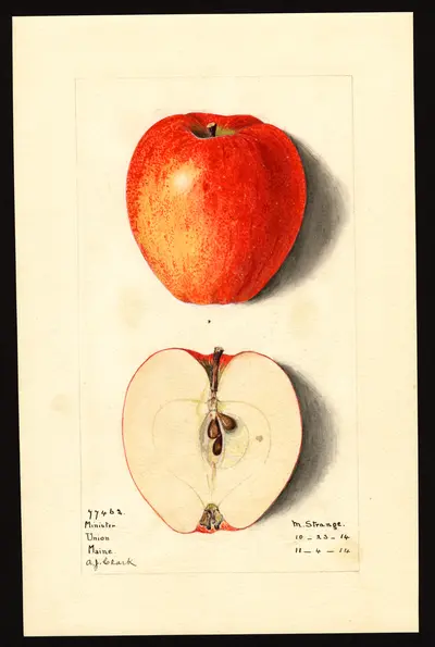 Watercolor of Minister