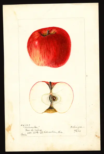 USDA watercolor illustration of Milwaukee