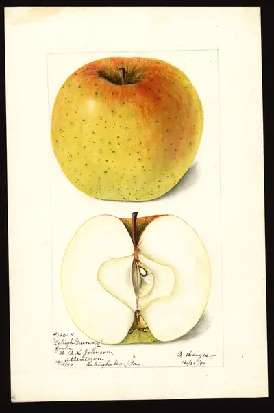 Watercolor of Lehigh Greening