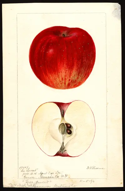 Watercolor of Lee Sweet