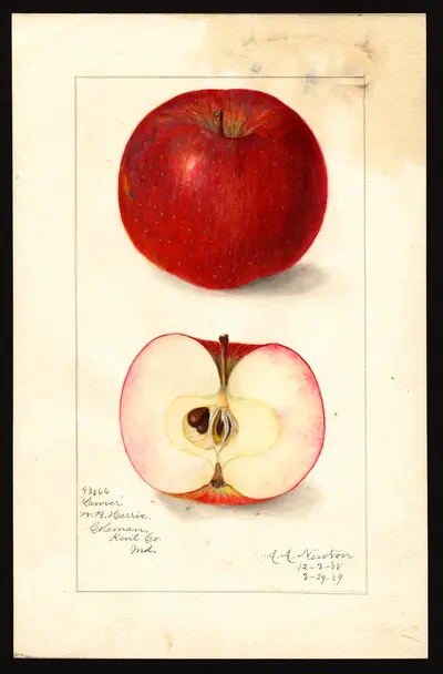 USDA watercolor illustration of Lawver