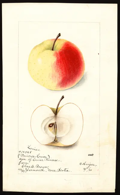 USDA watercolor illustration of Louise