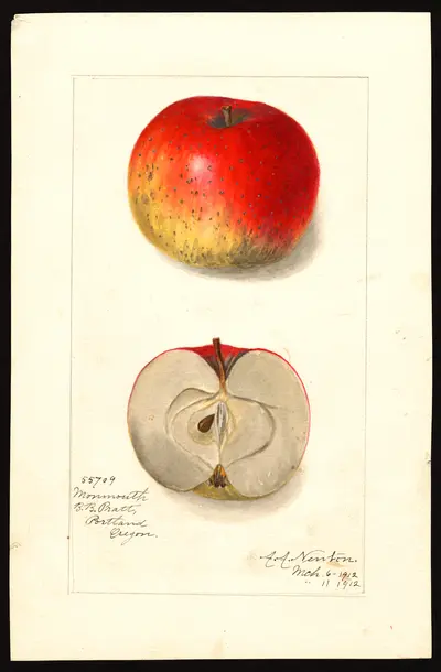 USDA watercolor illustration of Monmouth Pippin