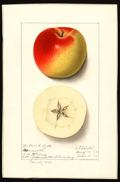USDA watercolor illustration of Monmouth Pippin