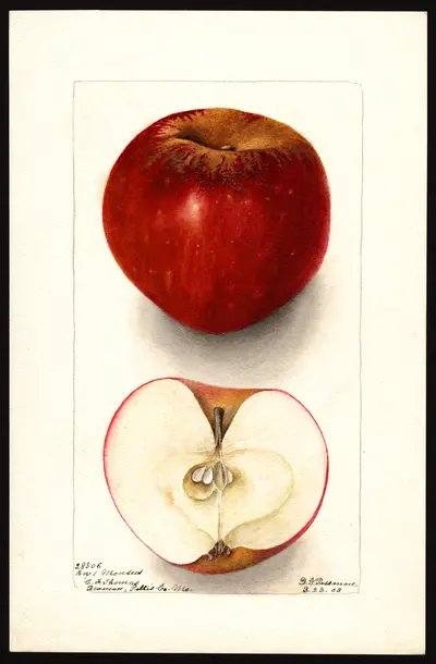 Watercolor of Monsees