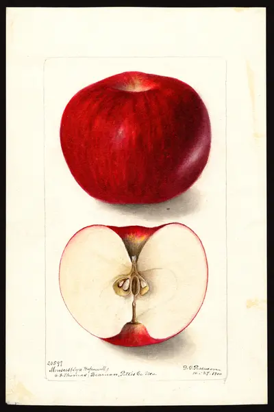 USDA watercolor illustration of Monsees