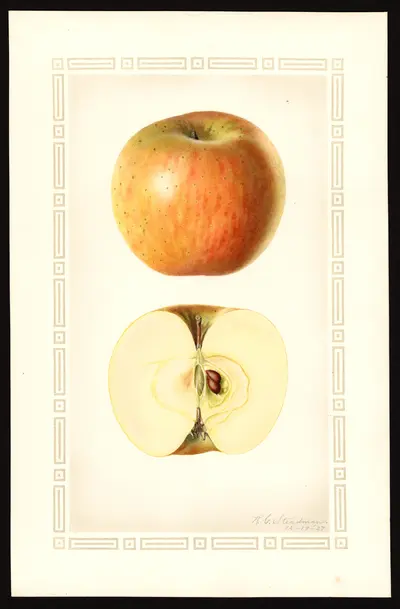USDA watercolor illustration of Moore's Extra