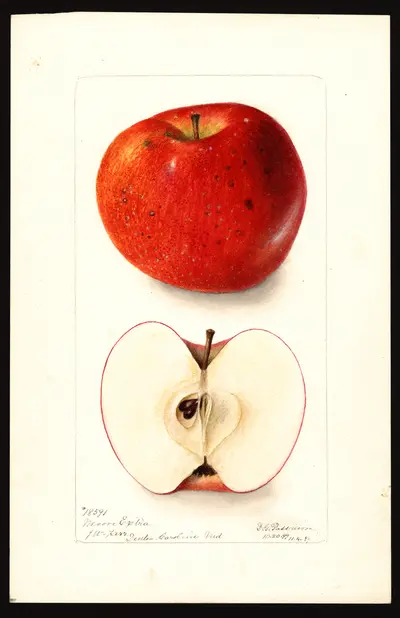 USDA watercolor illustration of Moore's Extra