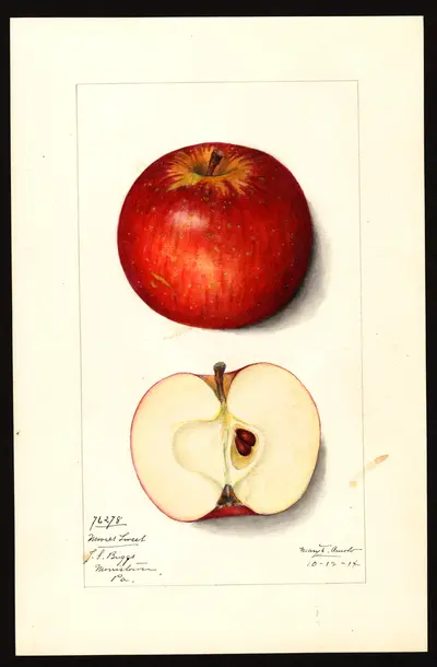 USDA watercolor illustration of Moore's Sweet