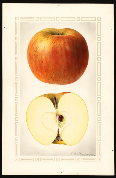 USDA watercolor illustration of Sutton
