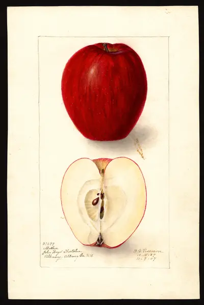 USDA watercolor illustration of Mother