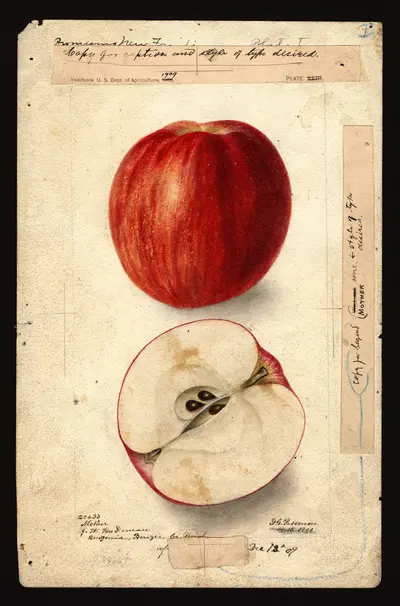 USDA watercolor illustration of Mother