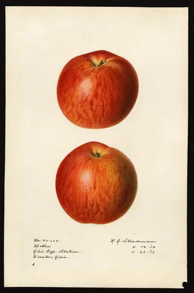 USDA watercolor illustration of Mother