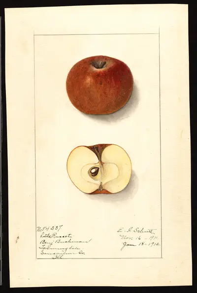 Watercolor of Little Russet