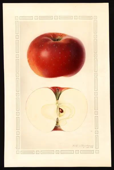 USDA watercolor illustration of Lobo