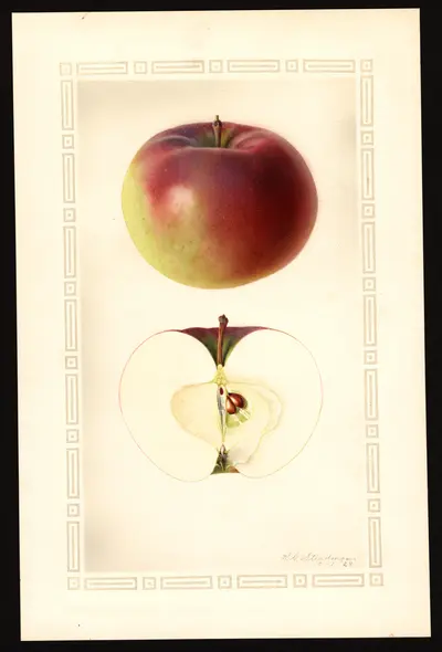 USDA watercolor illustration of Lobo