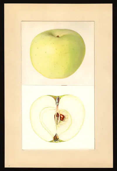 USDA watercolor illustration of Lodi