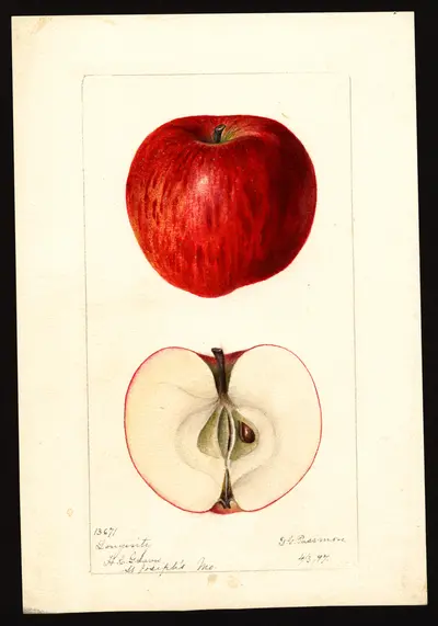 Watercolor of Longevity