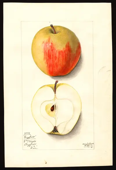 USDA watercolor illustration of Longfield