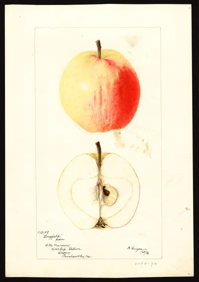 USDA watercolor illustration of Longfield