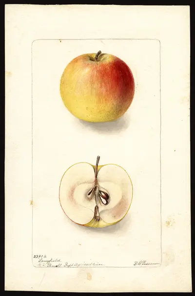 USDA watercolor illustration of Longfield