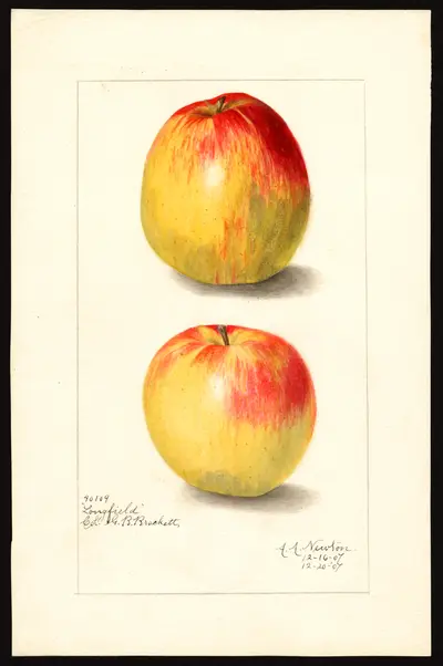 USDA watercolor illustration of Longfield