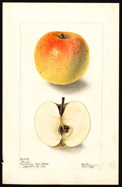 USDA watercolor illustration of Louise