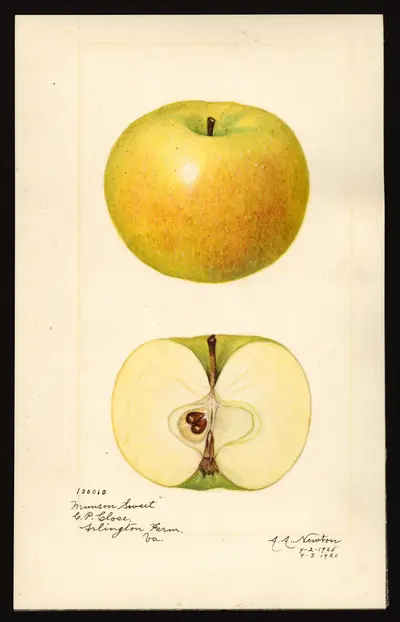 USDA watercolor illustration of Munson