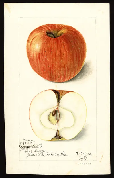 Watercolor of Murray