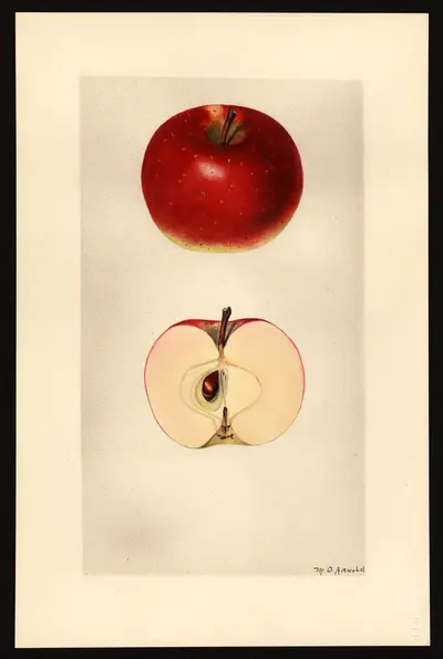 USDA watercolor illustration of Muster