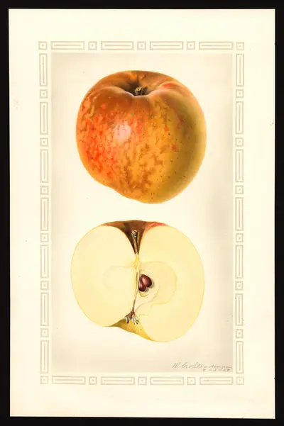 USDA watercolor illustration of Muster