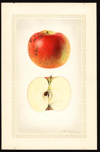 USDA watercolor illustration of Muster