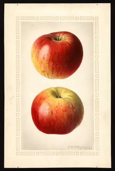 USDA watercolor illustration of Muster