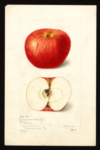 Watercolor of Nansemond Beauty