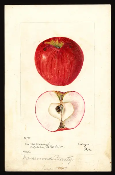 USDA watercolor illustration of Nansemond Beauty