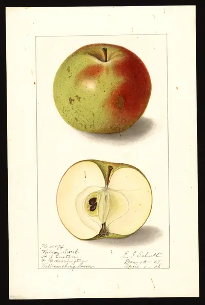 Watercolor of Nelson