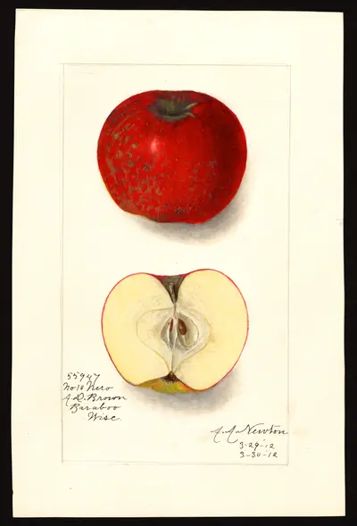 USDA watercolor illustration of Nero