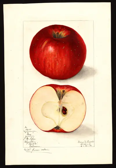 USDA watercolor illustration of Nero