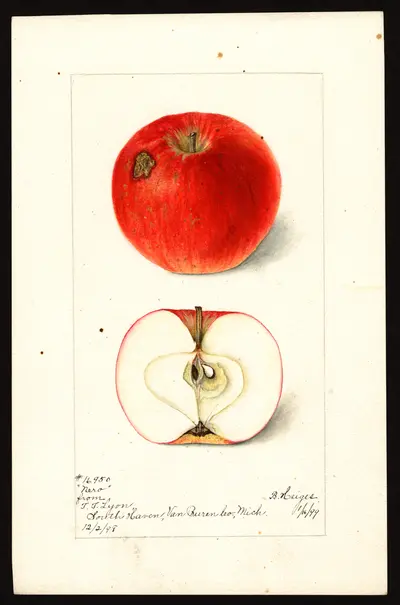 USDA watercolor illustration of Nero