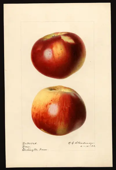 USDA watercolor illustration of Nero