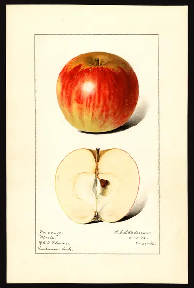 USDA watercolor illustration of Mavis