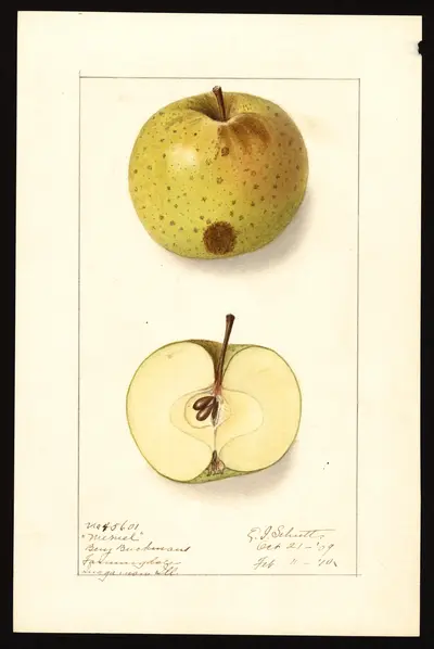 Watercolor of Memel